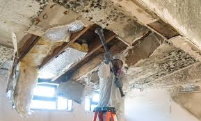 Professional Mold Removal & Remediation in Smithfield, VA